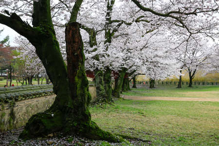 Daereungwon, a tourist attraction in Korea. Daereungwon, the tomb of an old king in Korea.のeditorial素材