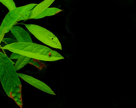 small bug on the bright leaf. bug on leaf black colured background