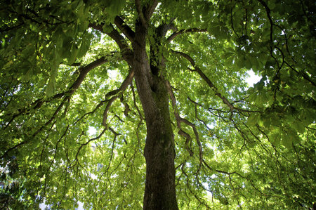 horse chestnut tree seen from underneath its canopy to the top, filliong the entire frame with its...