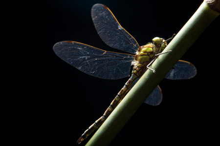 Dragonfly on a stick against a black backdrop under a spot of lightの写真素材