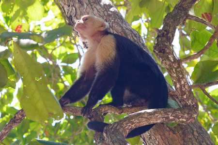 capuchin monkey in the treesの写真素材