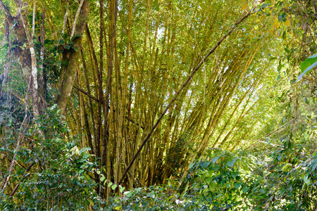 bamboo trees in the jungleの写真素材