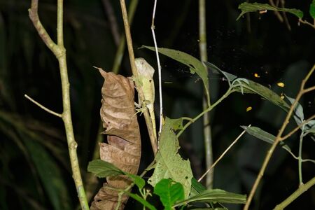 green lizard sitting on a treeの写真素材