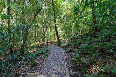 jungle roadの写真素材