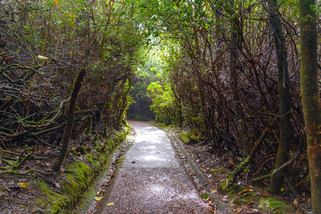 empty jungle road in the morningの写真素材