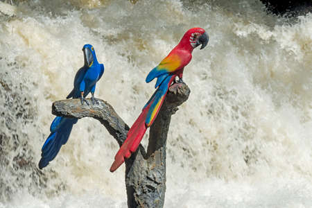 A pair of decorative toy parrots in the Brazilian jungle.の写真素材