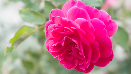 Flowers Innocenceの写真素材