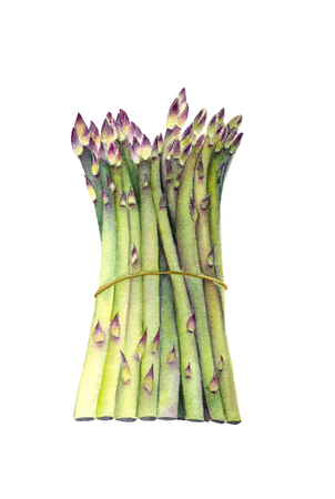 Fresh green asparagus. Isolated object on white background. Watercolor botanical illustration. Organic Food. Vegetarian Ingredient. Realistic style. Hand painted poster or print.の写真素材