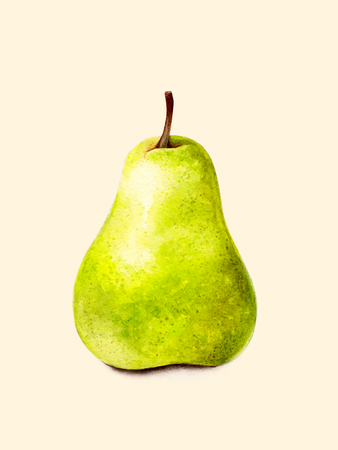 Green pear isolated on light background. Hand drawn watercolor painting of fruit. Realistic illustration. Botanical art.の写真素材