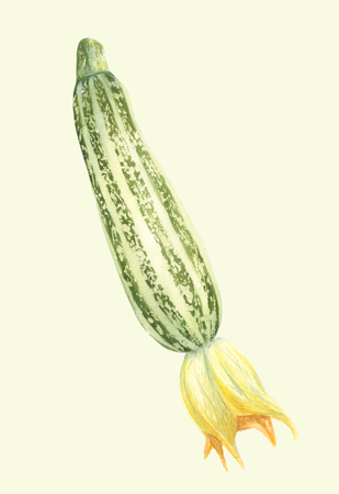 Zucchini realistic illustration. Botanical art. Hand drawn watercolor painting. Fresh healthy food. Organic vegetable product.の写真素材