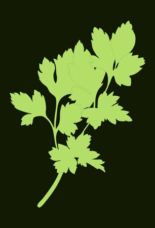 Green Parsley silhouette isolated on dark background. Vector illustration. Fresh food.のイラスト素材