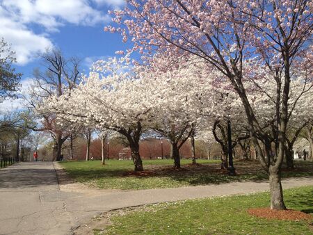 Esplanade Along the Charles Riverの写真素材
