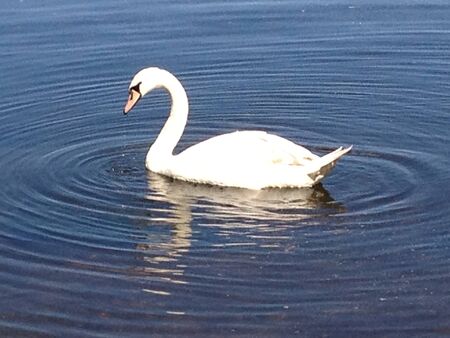 Swan on the Waterの写真素材