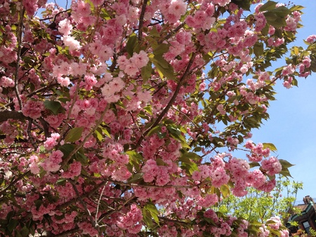 Cherry Blossomsの写真素材