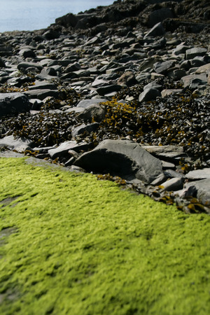 moss, seaweed and rocks by a lake in Scotlandの写真素材