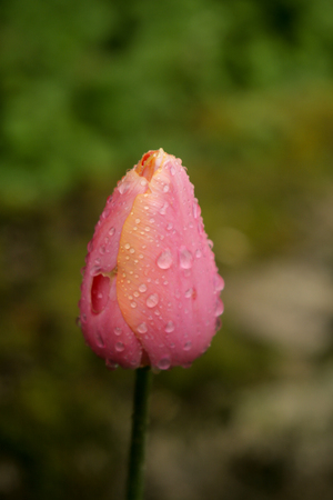 Closed pink, red and orange tulip flower with raindrops on the petalsの写真素材