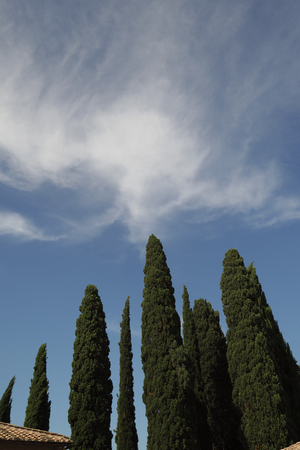 Cluster of Italian Cypress trees under a hot summer sky with cirrus clouds, in Rome, Italyの写真素材