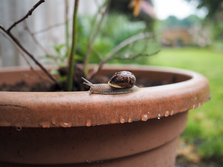 Brown shell snail crawling along a large plant pot with garden in the backgroundの写真素材