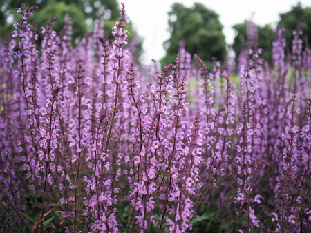 Tall racemes of purple wild flowers, Salvia Serenade cultivar in bloomの写真素材