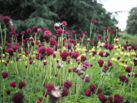 Red brook thistle plants in flower in a garden, with yellow and green backgroundの写真素材
