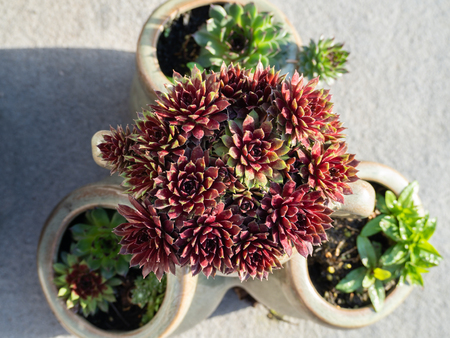 Red and green sempervivum plants in a potの写真素材