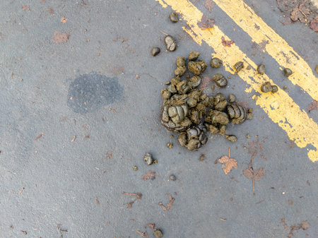 Pile of horse poop in the street with double yellow linesの写真素材