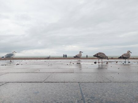Brighton seafront, seagulls preen on a wet concrete path with people in the distanceの写真素材