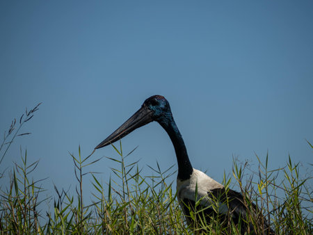 Jabiru black-necked stork in wetlands Darwin, Australiaの写真素材