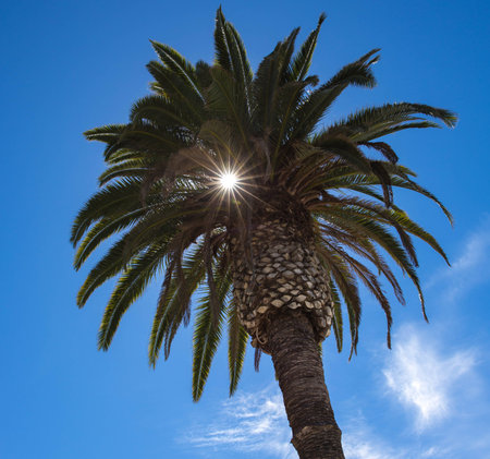 Sun Shining Through a Palm Treeの写真素材