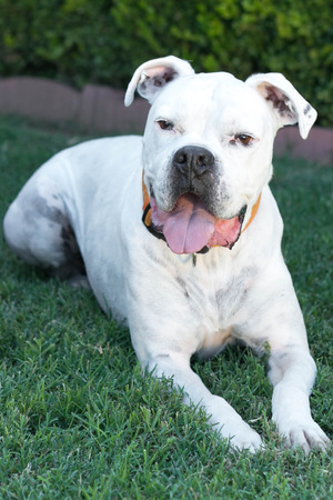 Content Dog 1の写真素材