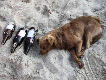 Dog drunk as a lord on the beach with empty beer bottlesの写真素材