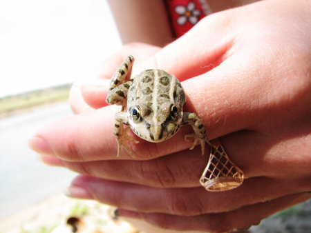 Little green frog in woman handsの写真素材