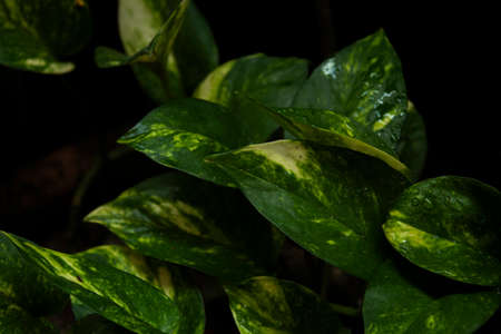 Beautiful wet plants in the gardenの写真素材