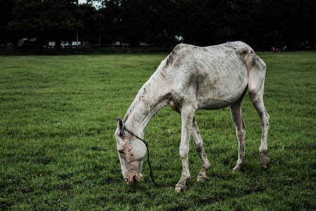 A horse grazing in the park