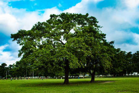 A tree in the parkの写真素材