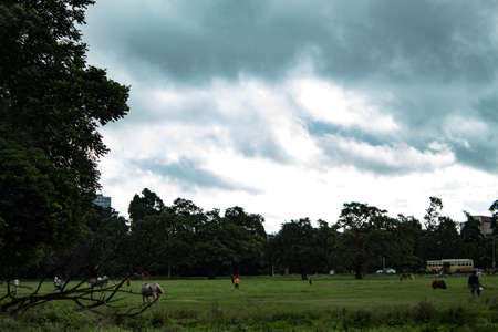 Green grass and blue skiesの写真素材