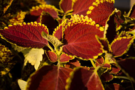 Leaves of a Coleus plant of South East Asiaの写真素材