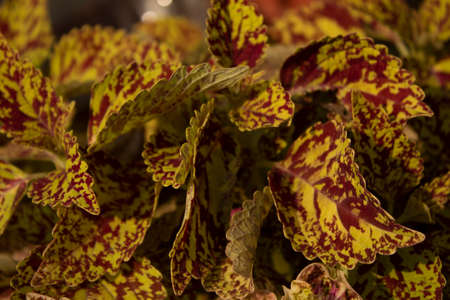 Leaves of a Coleus plant of South East Asiaの写真素材