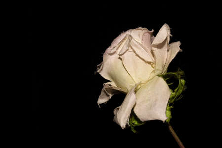 White rose on a black backgroundの写真素材