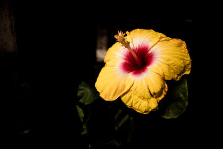 China rose flower on a bright dayの写真素材