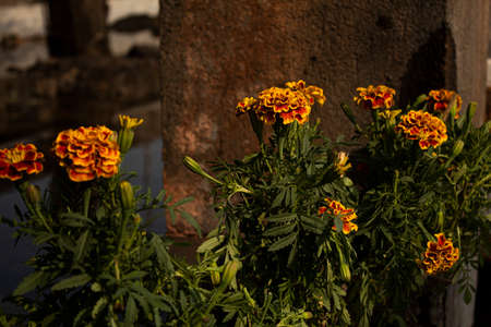 Marigold flower on a bright sunny dayの写真素材