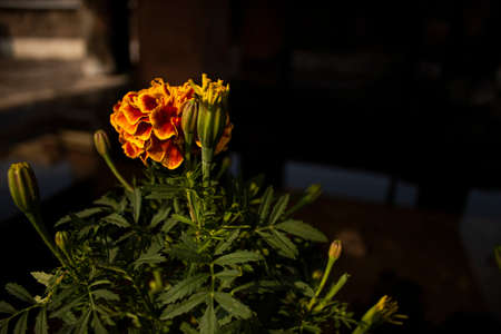 Marigold flower on a bright sunny dayの写真素材