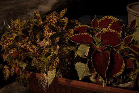 Leaves of a Coleus plant of South East Asiaの写真素材