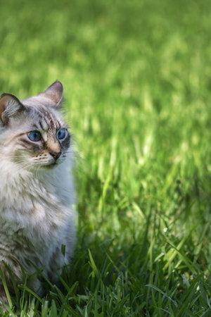 beautiful blue eyed cat on green grass