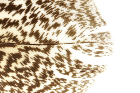 Tip of a feather