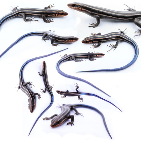 many skinks isolated