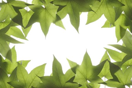 Green leavesの写真素材