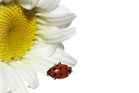 Ladybug on dasiyの写真素材
