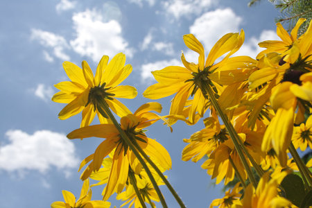 Yellow flowers against skyの写真素材