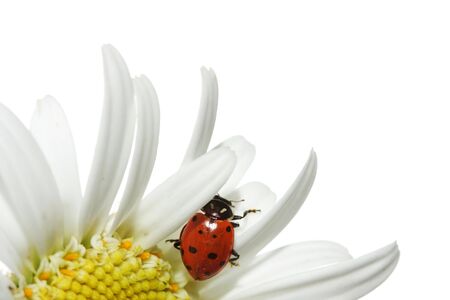Ladybug on daisyの写真素材